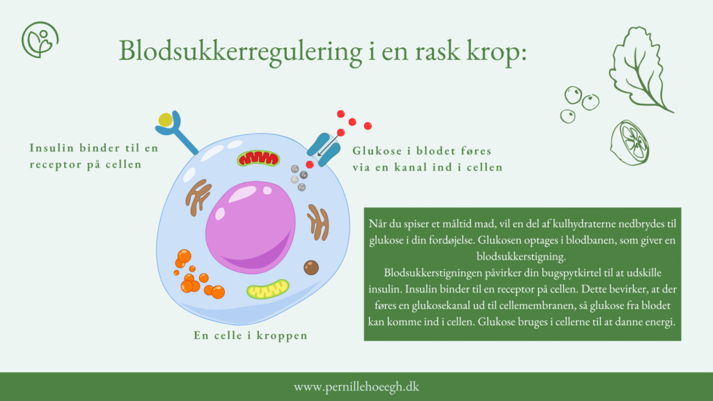Blodsukkerregulering i cellen insulin glukose