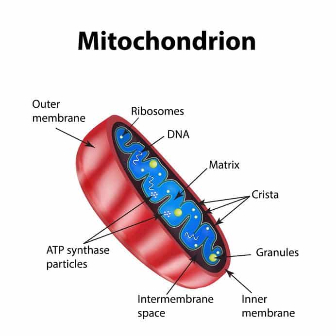 Mitokondrie